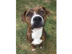 Adopt Annie Oakley a Pit Bull Terrier