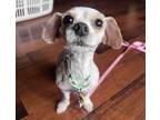 Adopt Siobhan a Shih Tzu
