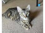 Adopt Lani a Domestic Short Hair, Tabby