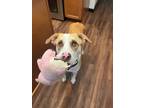 Adopt Bunny Cayanne Waller - Cat Friendly LOVE BUG a Pit Bull Terrier, Hound