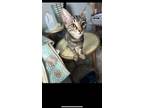 Adopt Claudia a Domestic Medium Hair