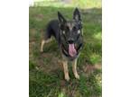 Adopt Stella a German Shepherd Dog