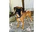 Adopt Lucy Lou a Boxer