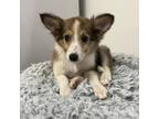 Adopt Clove a Shetland Sheepdog / Sheltie