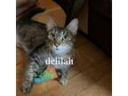 Adopt Delilah a American Shorthair