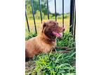 Adopt Lizzie a Australian Shepherd
