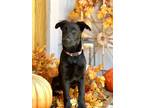 Adopt Olive a German Shepherd Dog, Poodle