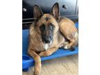 Adopt Mama joy a German Shepherd Dog