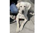 Adopt Penelope a Great Pyrenees