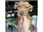 Adopt Caramel a Pit Bull Terrier, Mixed Breed