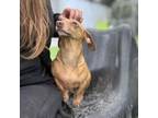 Adopt Cherri a Dachshund