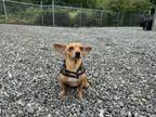 Adopt Valentina a Dachshund