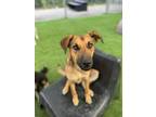 Adopt Darcie a German Shepherd Dog, Mixed Breed
