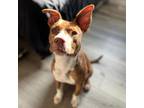 Adopt Cherry a Pit Bull Terrier, Mixed Breed