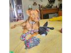 Adopt Maisy a Pit Bull Terrier, Mixed Breed