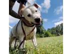 Adopt Keisha a Pit Bull Terrier