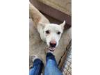 Adopt Sundae a Shepherd, Mixed Breed