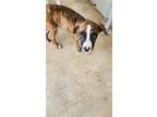 Adopt Dakota a Boxer, Mixed Breed