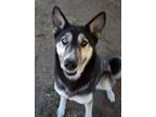 Adopt Heather a Husky