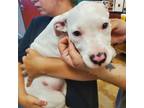 Adopt Snowflake a Pit Bull Terrier, Mixed Breed