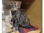 Adopt Sally a Domestic Short Hair