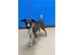 Adopt Maude (Chestnut) a Mixed Breed, Jack Russell Terrier