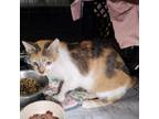 Adopt Monica a Domestic Short Hair