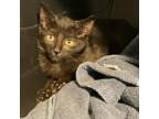 Adopt Muggles a Domestic Short Hair