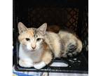 Adopt Rachel a Domestic Short Hair