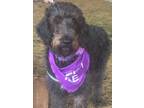 Adopt Maggie a Poodle, Mixed Breed