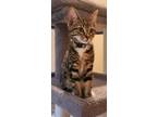 Adopt Kate a Domestic Short Hair, Tabby