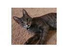 Adopt Mama Kira a Domestic Short Hair, Tabby
