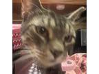 Adopt Shell a Domestic Short Hair
