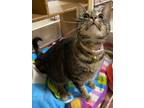 Adopt Mystic a Tabby, Calico