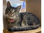 Adopt Monday a Tabby