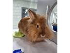 Adopt Strawberry a Lionhead, Californian