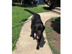 Adopt Grace a Newfoundland Dog, Mastiff