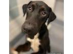 Adopt Emma a Labrador Retriever, Mixed Breed