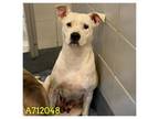Adopt Royalty a American Staffordshire Terrier, Mixed Breed