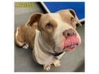 Adopt June Bug a American Staffordshire Terrier, Mixed Breed