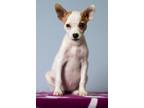 Adopt Annie a Fox Terrier, Hound