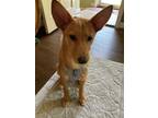 Adopt ChedHer a Terrier