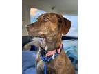 Adopt Milo a Plott Hound, Catahoula Leopard Dog