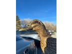 Adopt Peanut Butter a Duck
