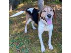 Adopt Delaney a Treeing Walker Coonhound