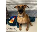 Adopt Caraway a Shepherd, Labrador Retriever