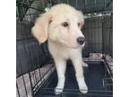 Adopt Tiana a Great Pyrenees