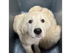 Adopt Evangeline a Great Pyrenees