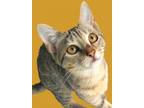 Adopt Topaz a Tabby, Domestic Short Hair