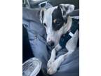 Adopt Journey a Jack Russell Terrier